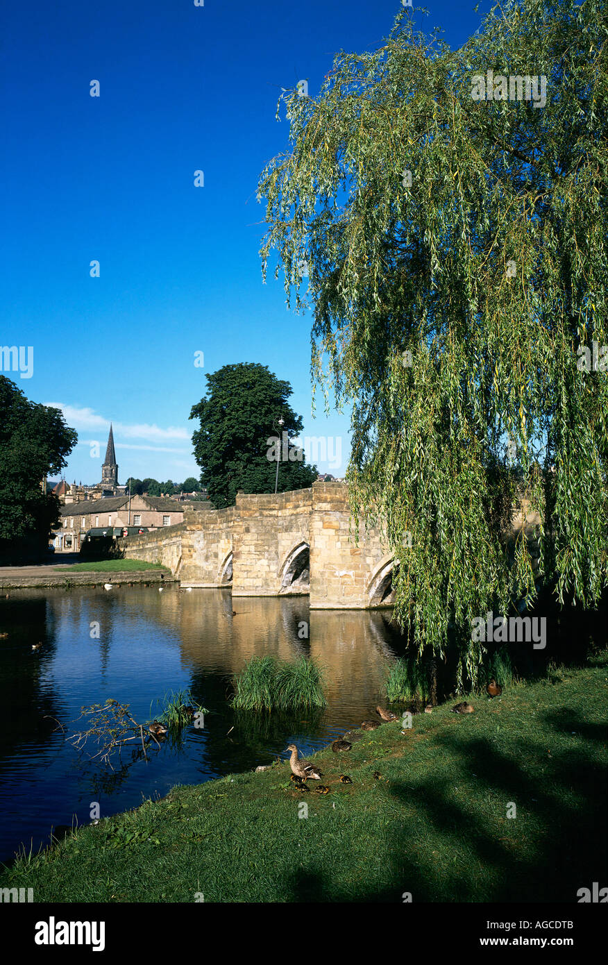 Steinerne Brücke überspannt den Fluss Wye in Bakewell Weidenbaum und Enten und Entenküken Stockfoto