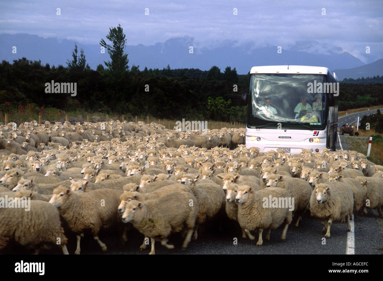 Stau im New Zealand Stil Reisebus blockiert auf dem Weg nach Milford Sound Stockfoto