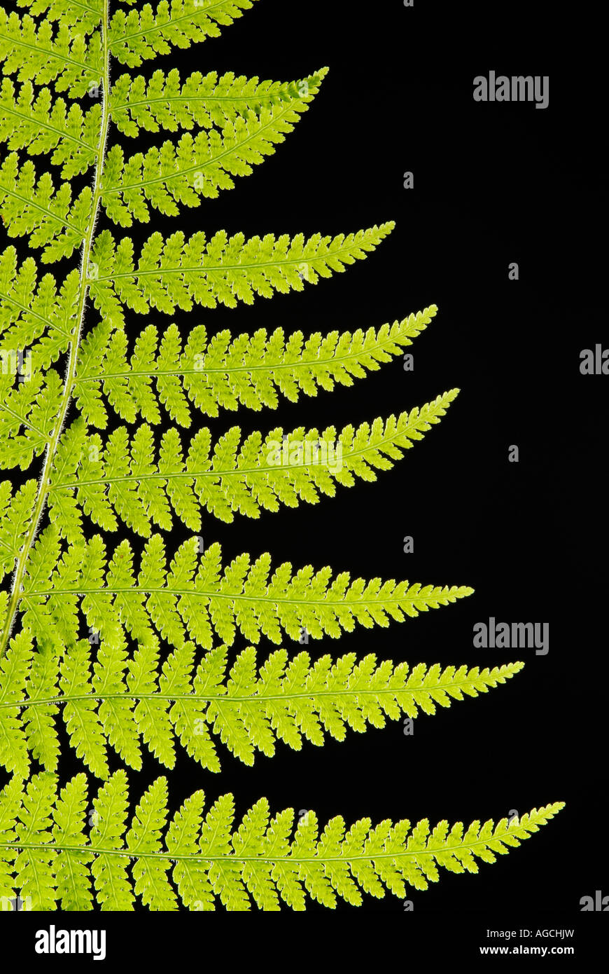 Ein Woodfern Dryopteris sp Wedel Hintergrundbeleuchtung auf schwarzem Hintergrund Stockfoto