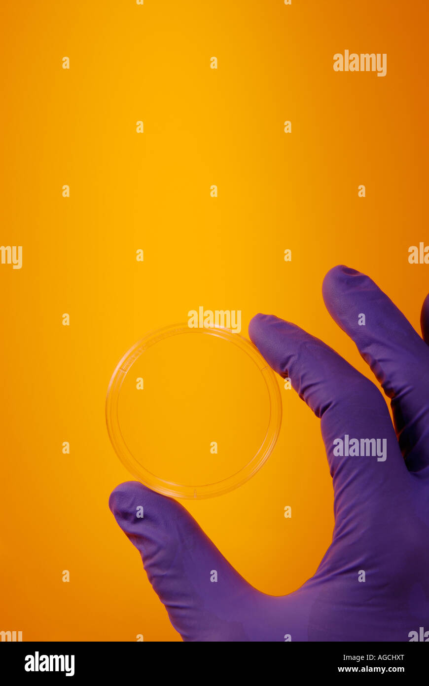 Eine Wissenschaftler s behandschuhten Hand arbeiten mit einer Petrischale Stockfoto