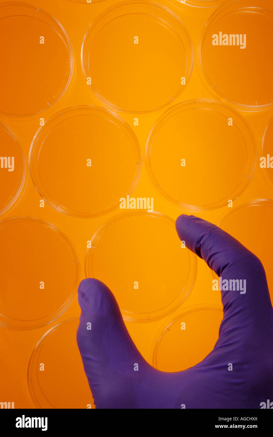 Eine Wissenschaftler s behandschuhten Hand arbeiten mit Petrischalen Stockfoto