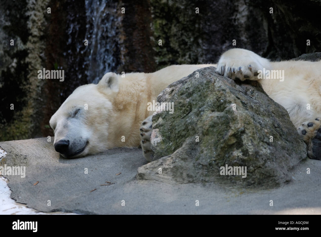 Eisbär Ursus Maritimus schlafen in einem konkreten und Rock Zoo-Gehäuse Stockfoto