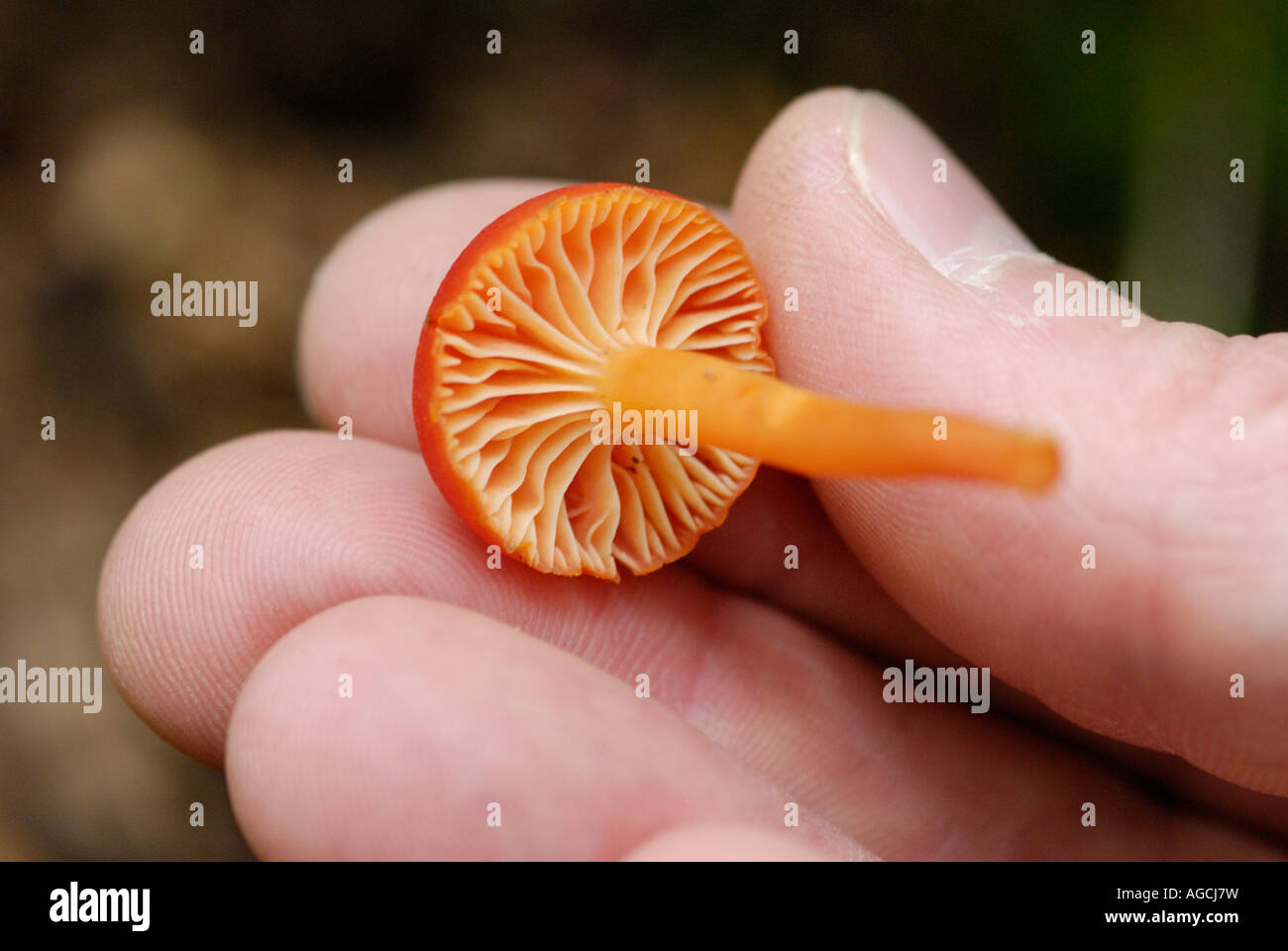 Eine Person, die ein orange Pilz Hygrophorus sp zeigt die Kiemen an der Unterseite der Kappe Stockfoto