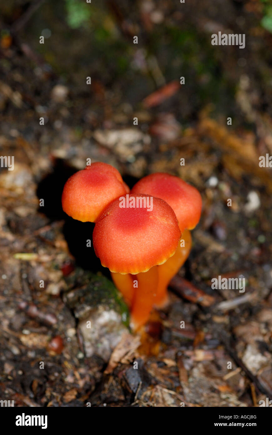 Hygrophorus Pilze sp wächst in einer nördlichen New Jersey Wald Stockfoto