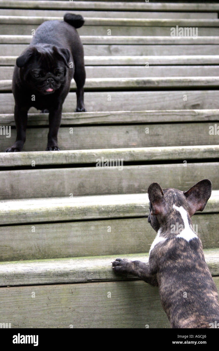 Erwachsene schwarz Mops stehend auf der Treppe, blickte auf gestromte französische Stier Hund Welpen. Stockfoto