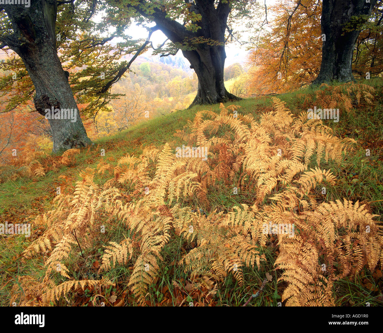 GB - Schottland: Herbst Bäume & Farne in Tayside Stockfoto