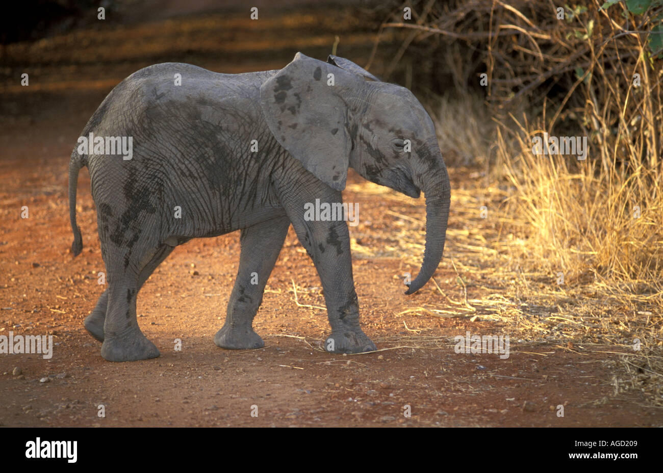 Sambia Afrika South Luangwa Nationalpark junger Elefant hervorgehoben durch Abendlicht Stockfoto