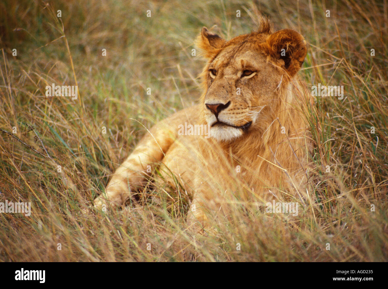 Löwe "Panthera Leo" Kenia Afrika Stockfoto