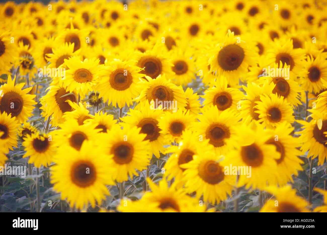 Sonnenblumen angebaut wie Frankreich zuschneiden Stockfoto