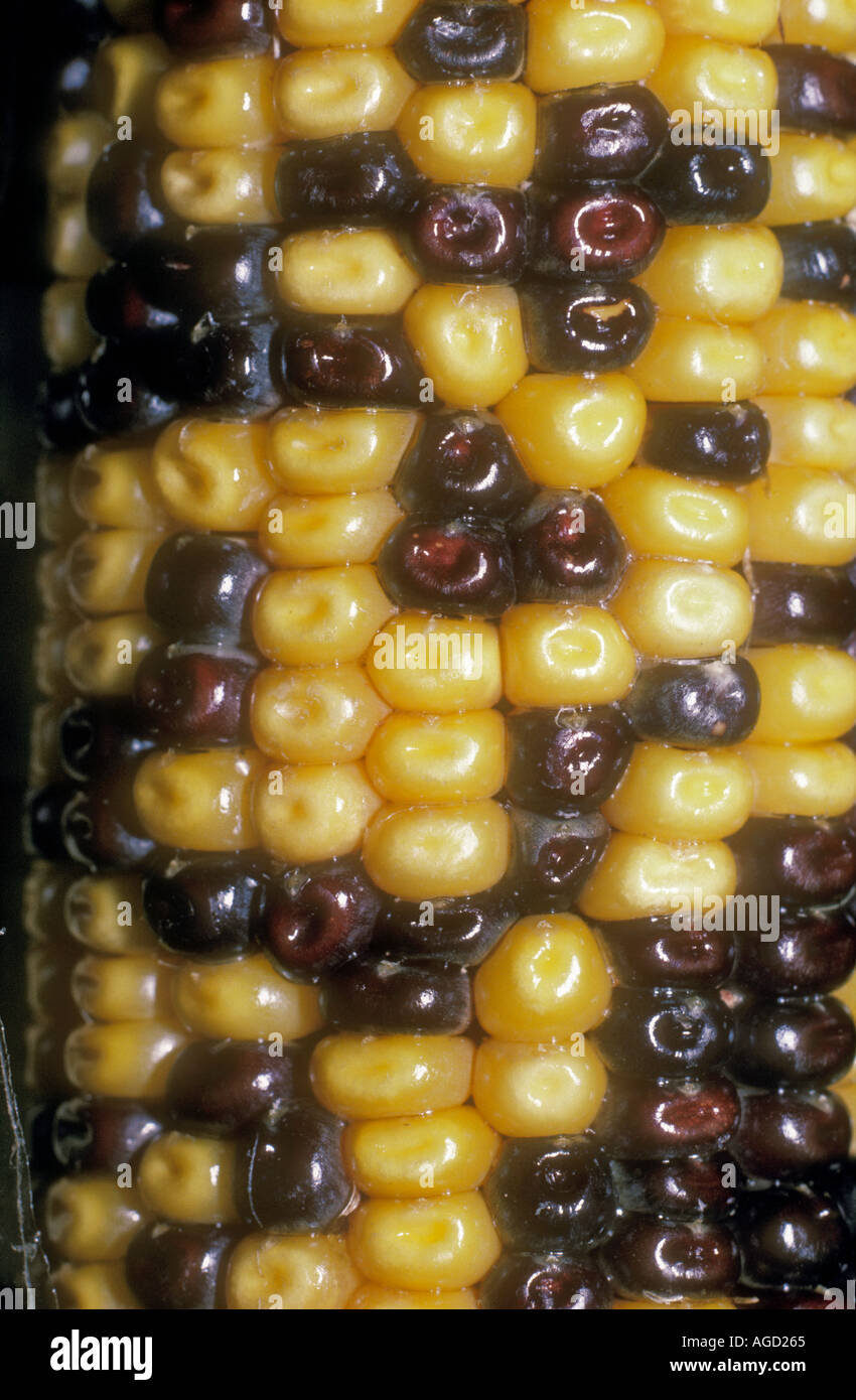 Genetischen Maiskolben mit genetischen Kombinationen mit Allel Kombination Herstellung von gelben oder schwarzen Mais Stockfoto