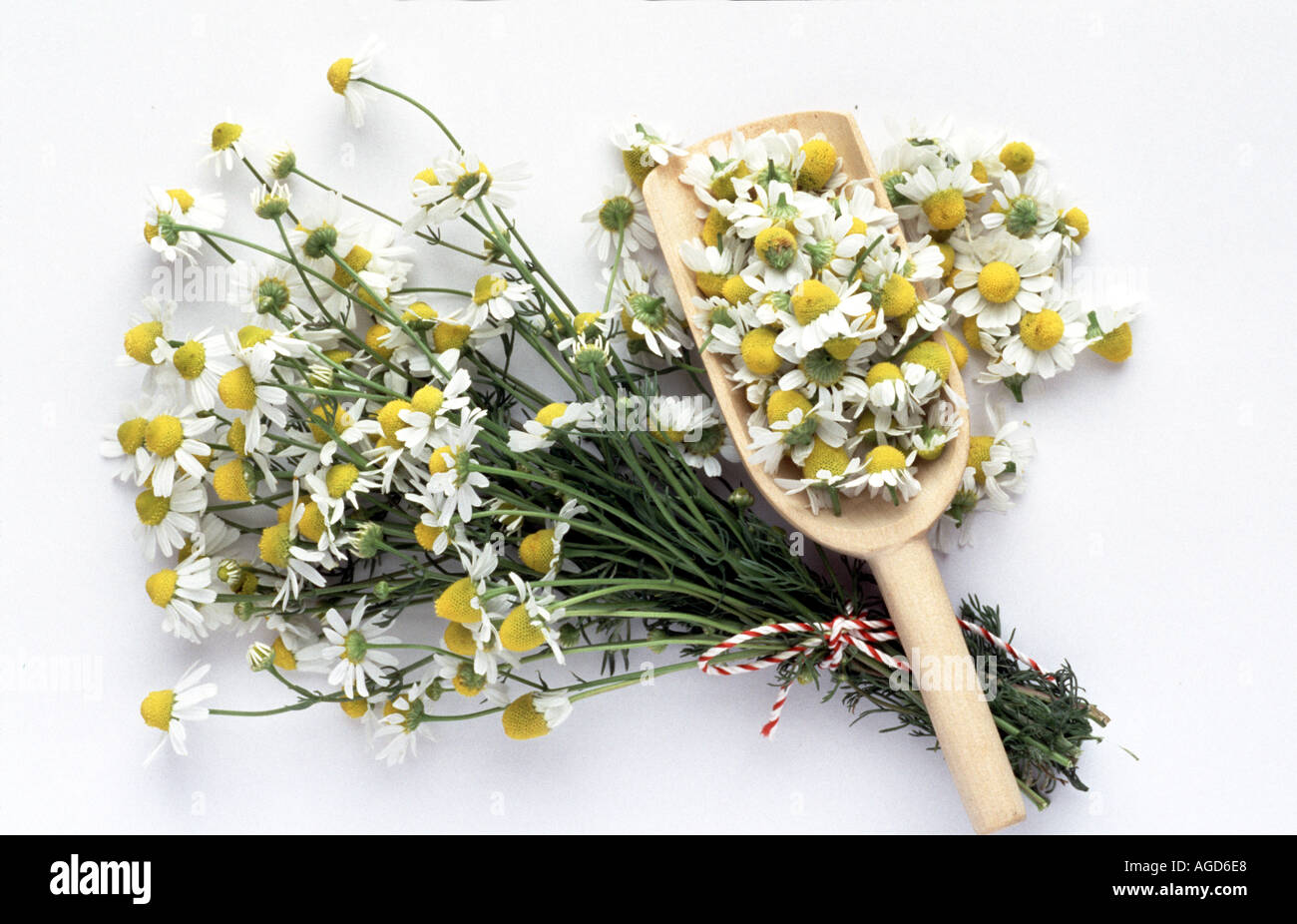 Heilpflanze Chamomilla Recutita Matricaria Chamomilla Zeitungsjournalistin Stockfoto