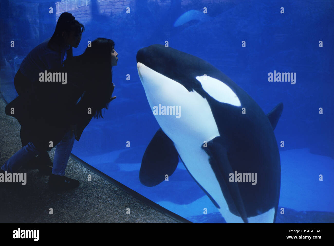 Zwei Frauen kleben und küssen mit Killer whale Orcinus Orca in Sea World in San Diego Stockfoto