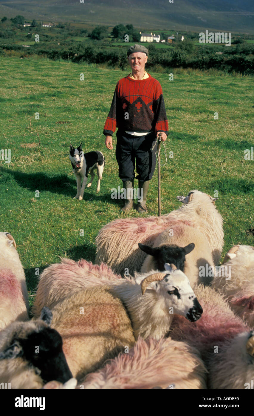 Europa-Irland-Kerry Schafe Hirte mit Hund und Herde Stockfoto
