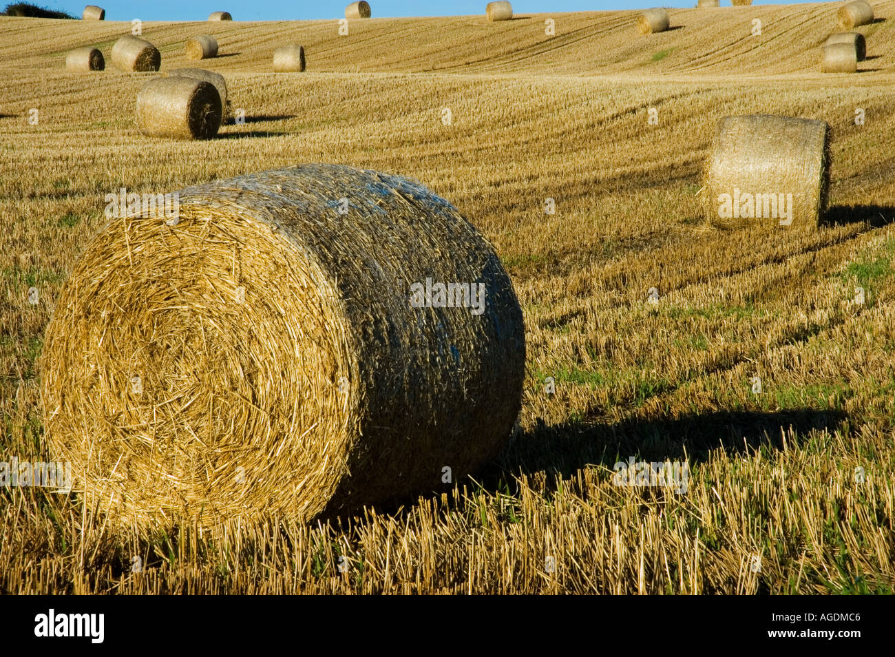 Strohballen auf einem Hang Ernte Feld in Lancashire England UK verstreut Stockfoto