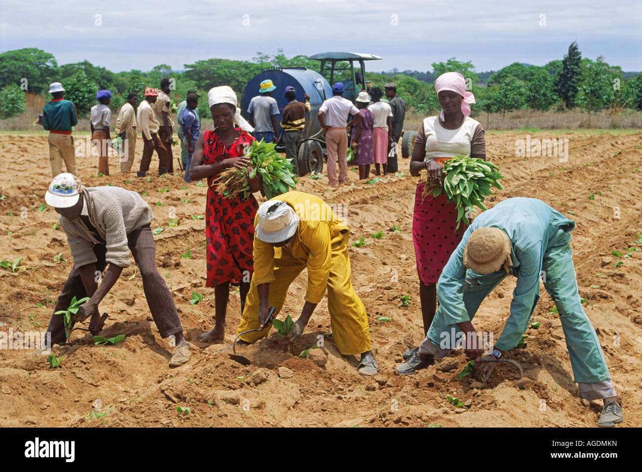 Afrikaner, die Pflanzung von Tabak Stiele auf Plantage in Simbabwe Stockfoto