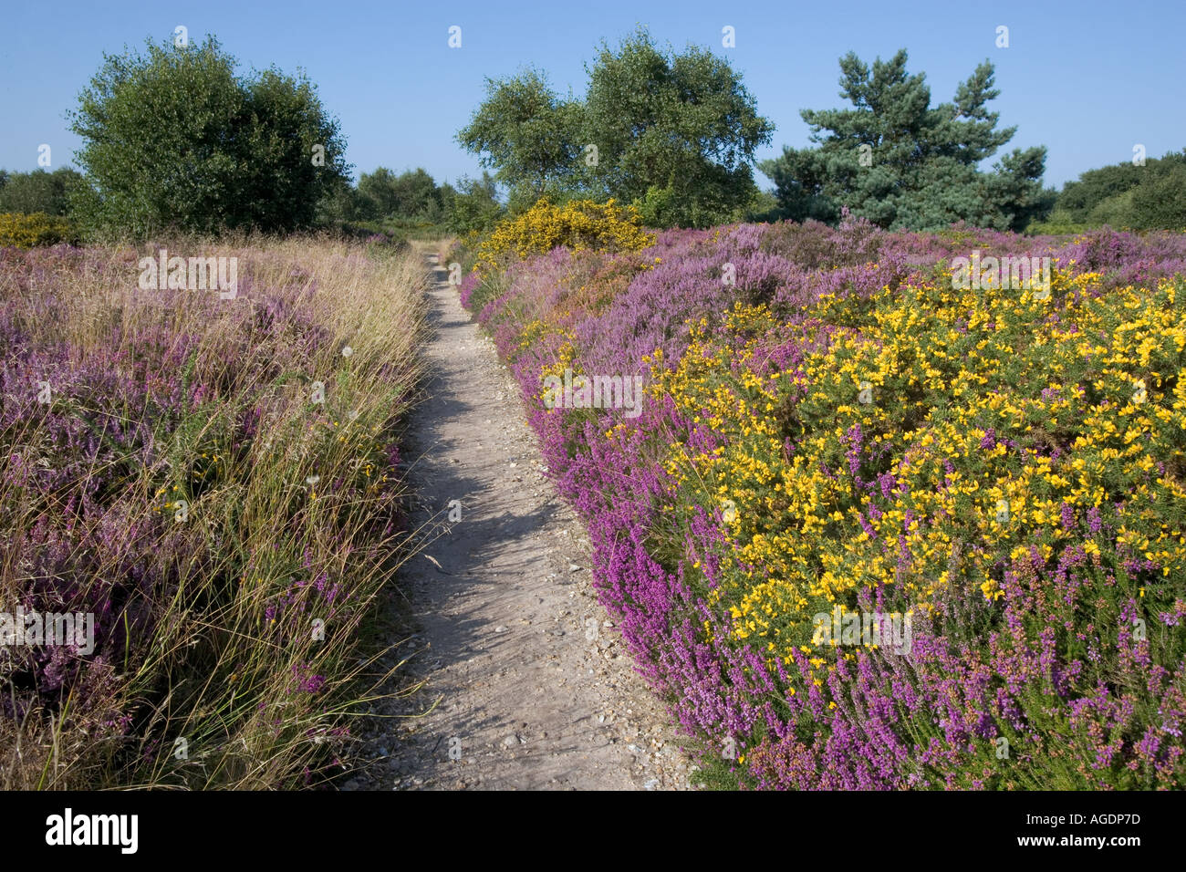 Pathway Kelling Heath Norfolk UK August Stockfoto