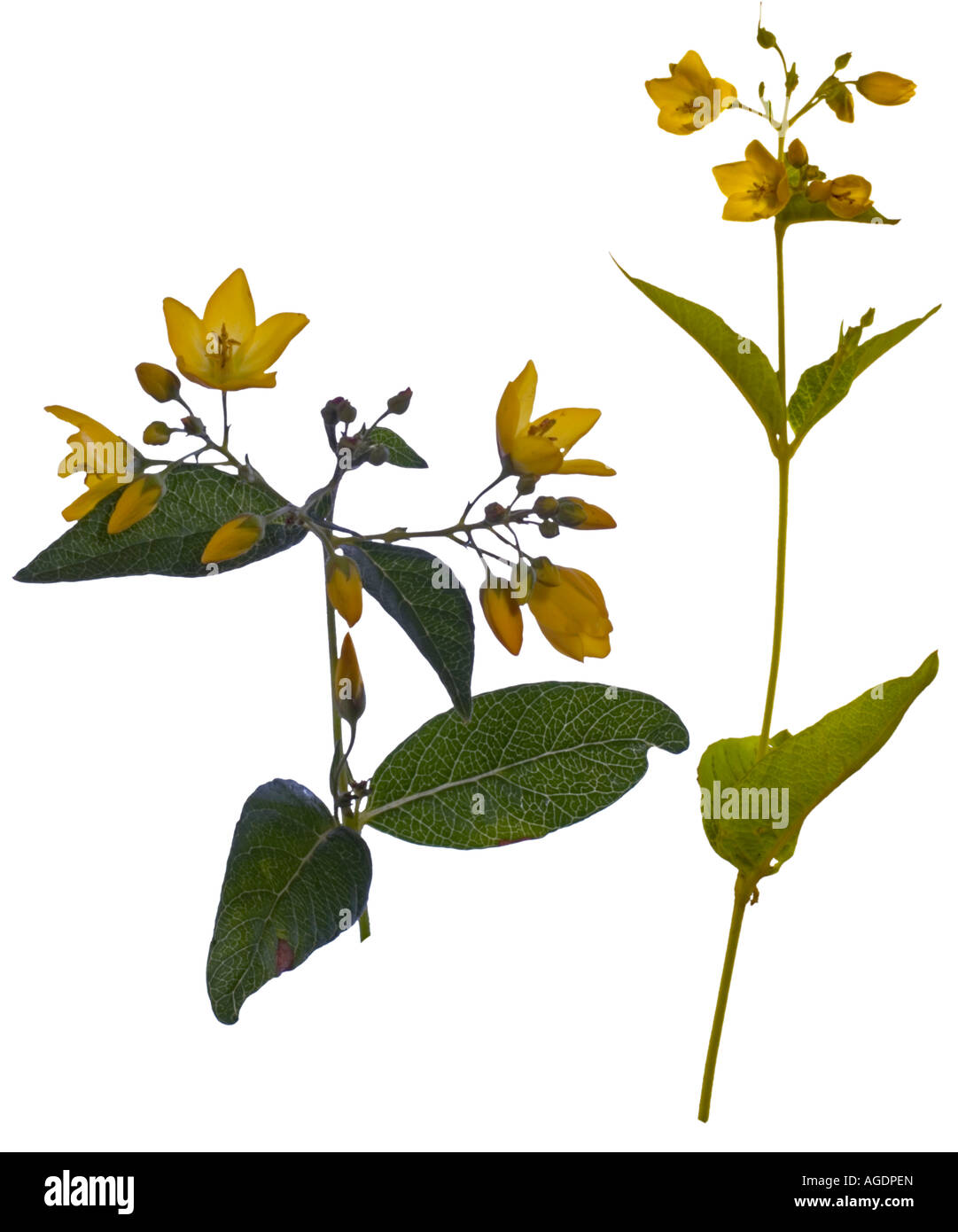 Gelb-Scharte Blackstonia mitriformis ganze Pflanzen Surrey England Juli Stockfoto