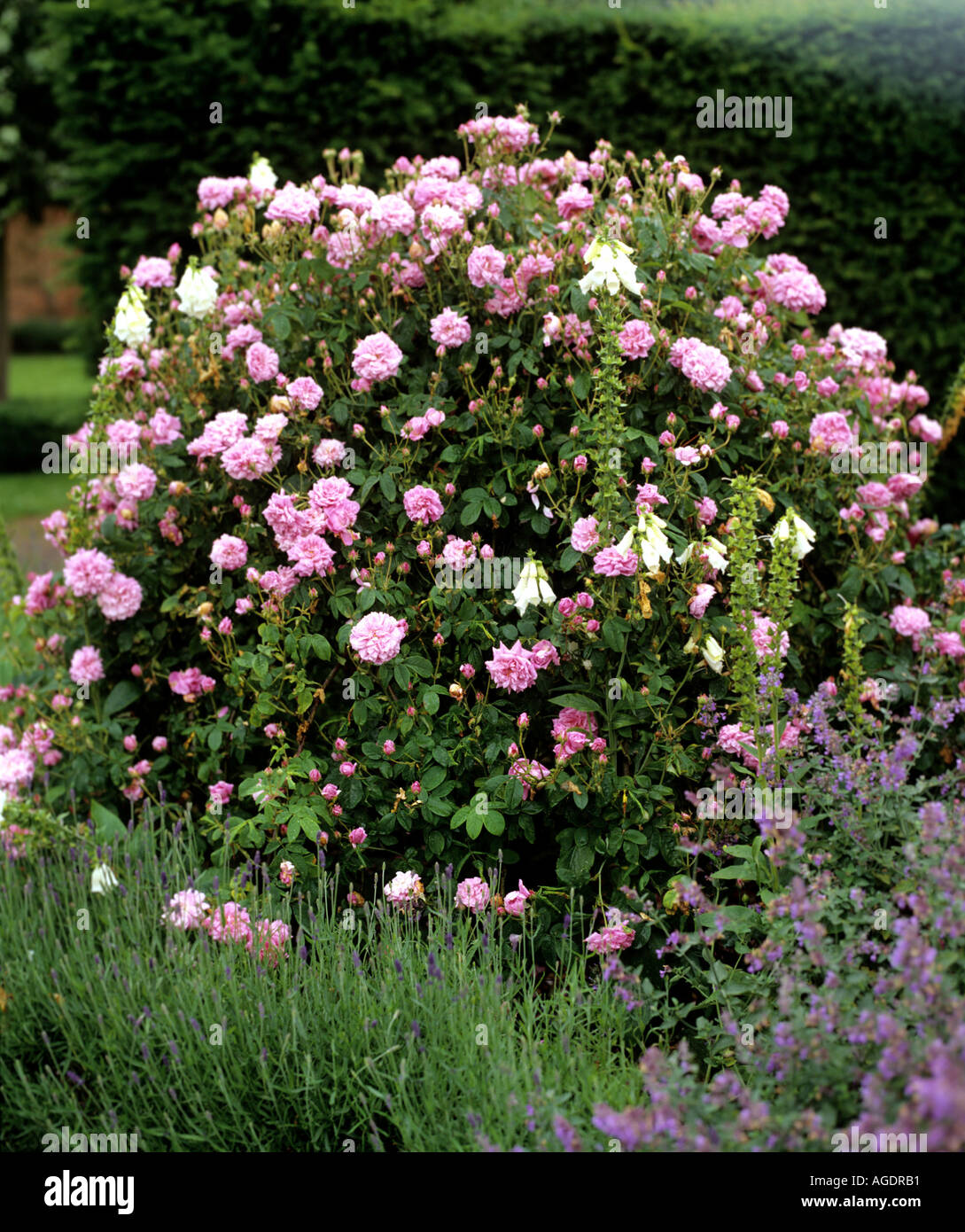 ROSE BUSH VIELZAHL KAISERIN JOSEPHINE WÄCHST IN GRENZEN IM GARTEN  Stockfotografie - Alamy