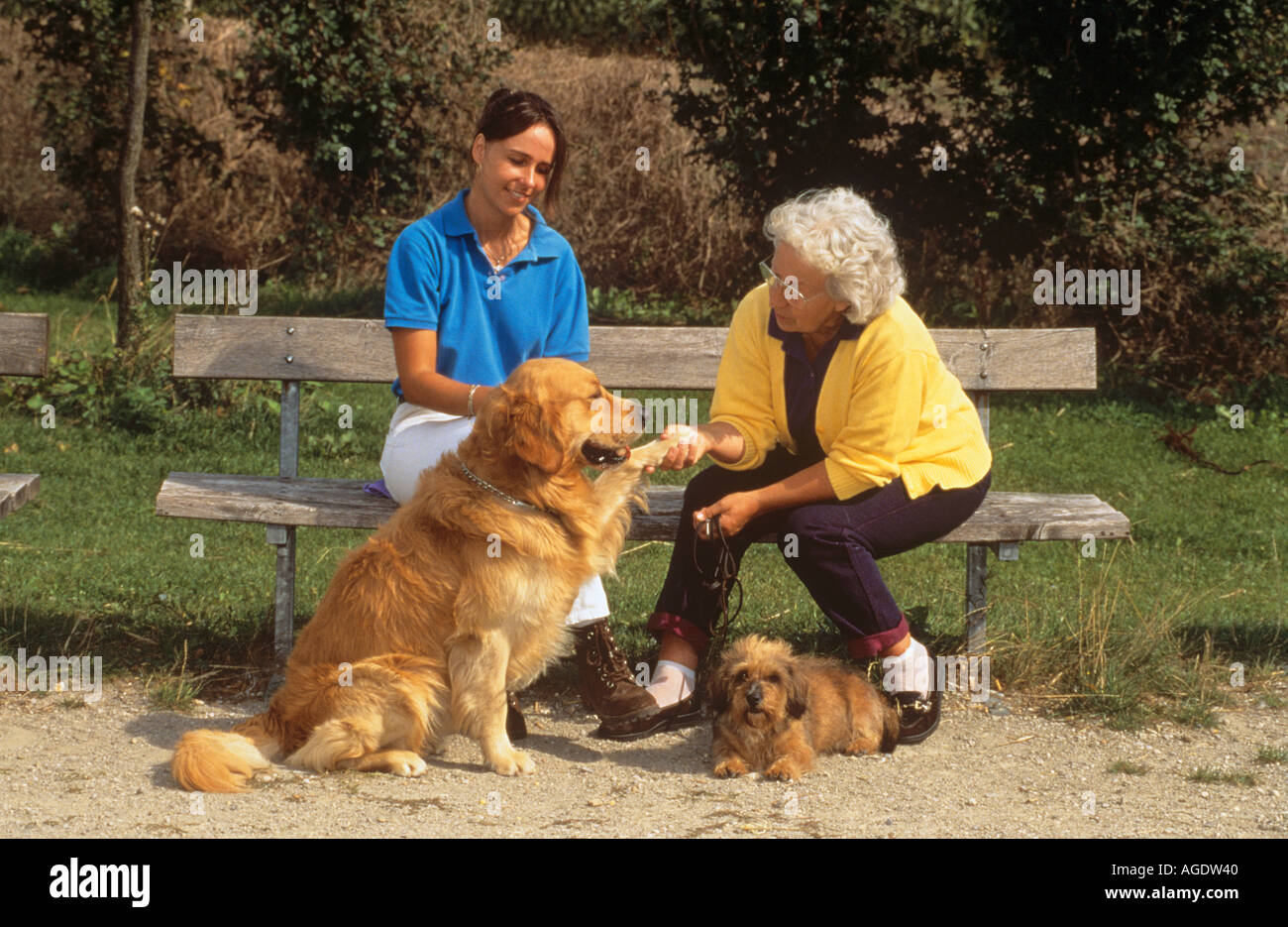 zwei Frauen mit Hunden (Golden Retriever und einem halben Rasse Hund) Stockfoto