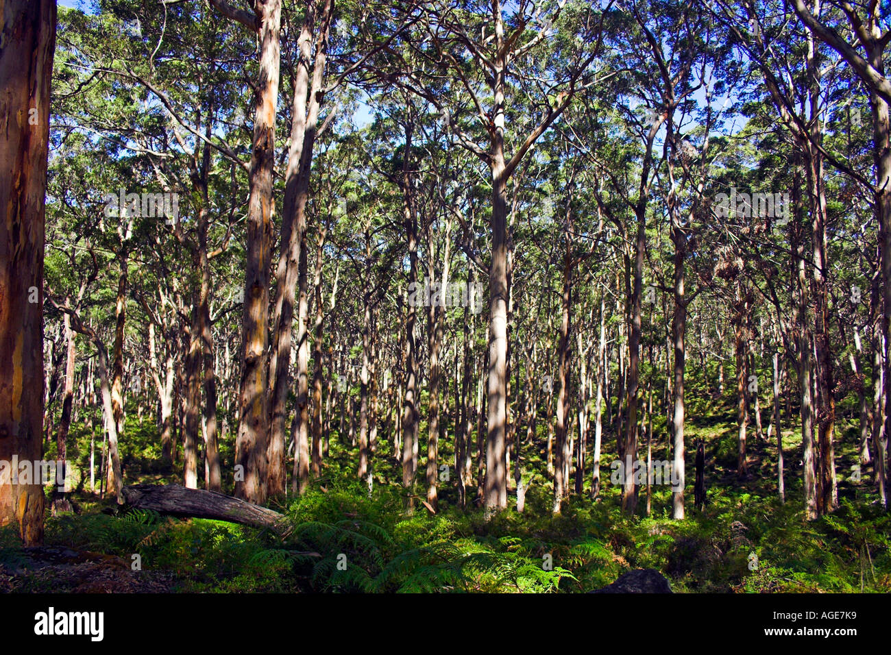 In mitten drin Stockfoto