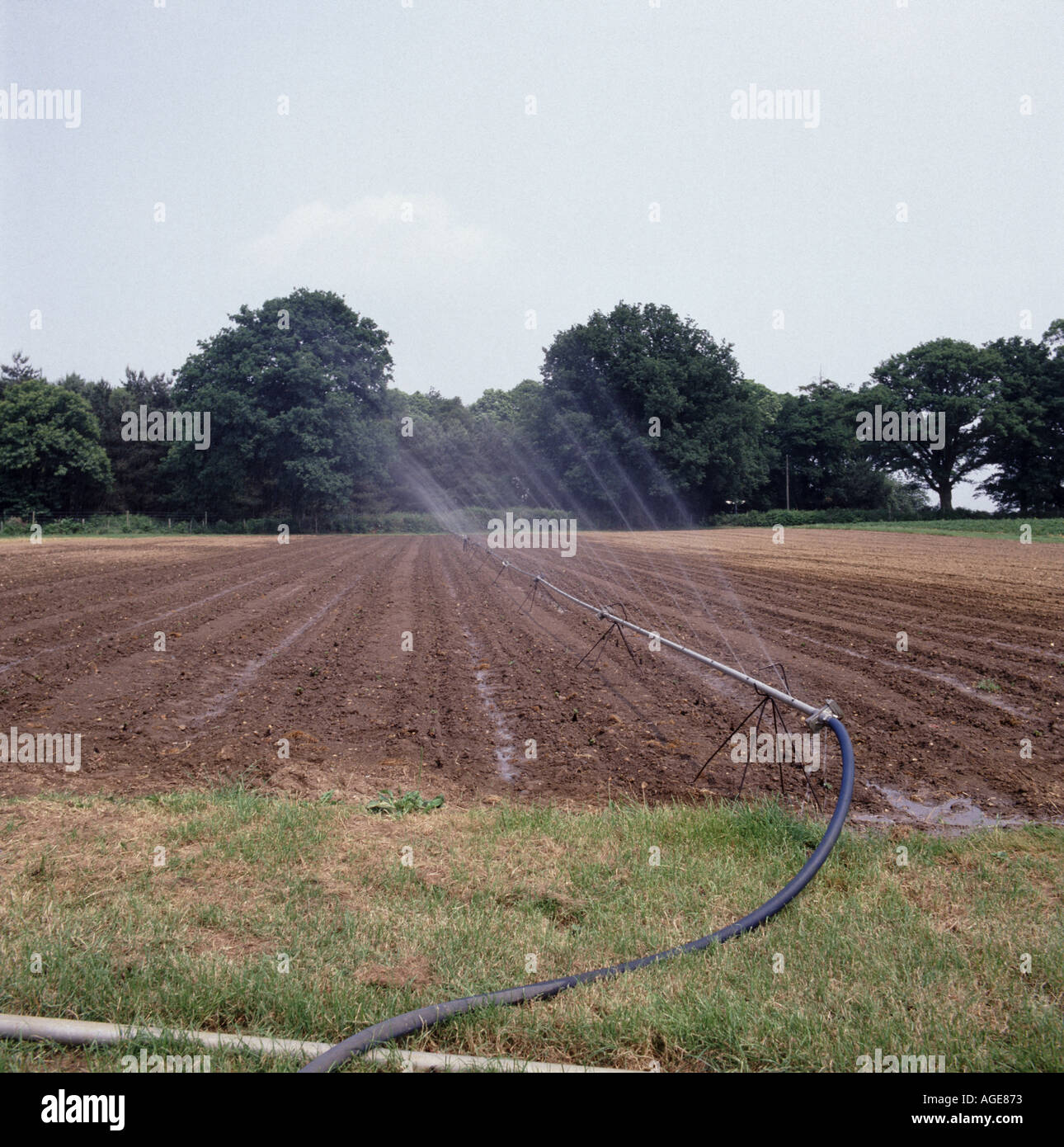 Sprinkleranlage-bewässerung System auf neu gepflanzten Market Garden Saatbeet Stockfoto