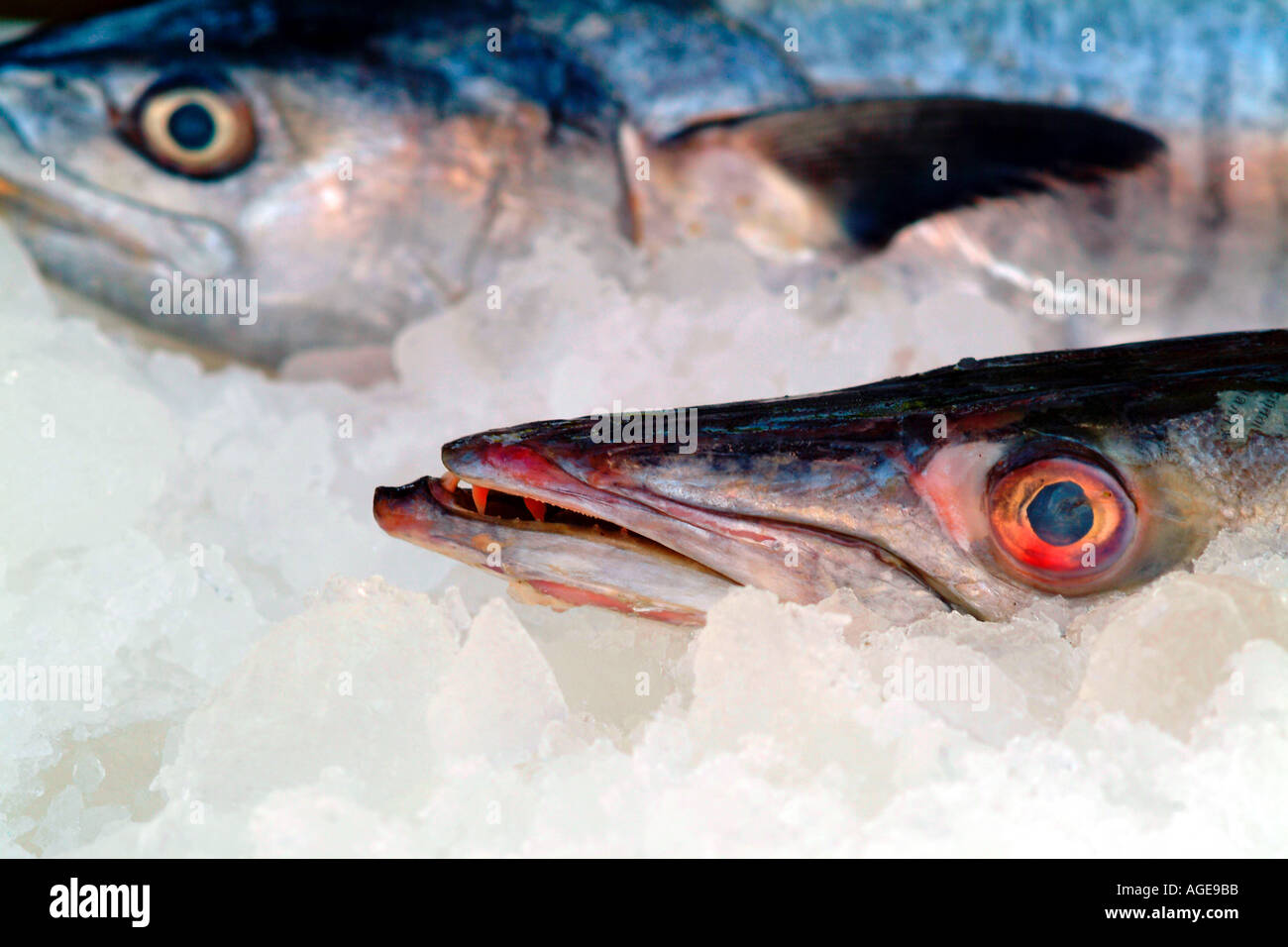 Fische Fisch Köpfe Augen rote Augen blutunterlaufen Fisch Meeresfrüchte Kopf roh frisches Eis auf Eis Eis kalt Restaurant thai Thailand Travel Tourist Stockfoto