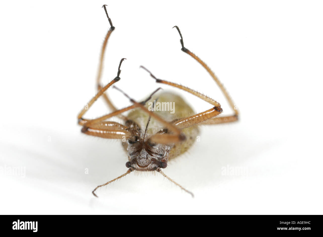 Kleine tote Insekten auf dem Rücken liegend Stockfoto