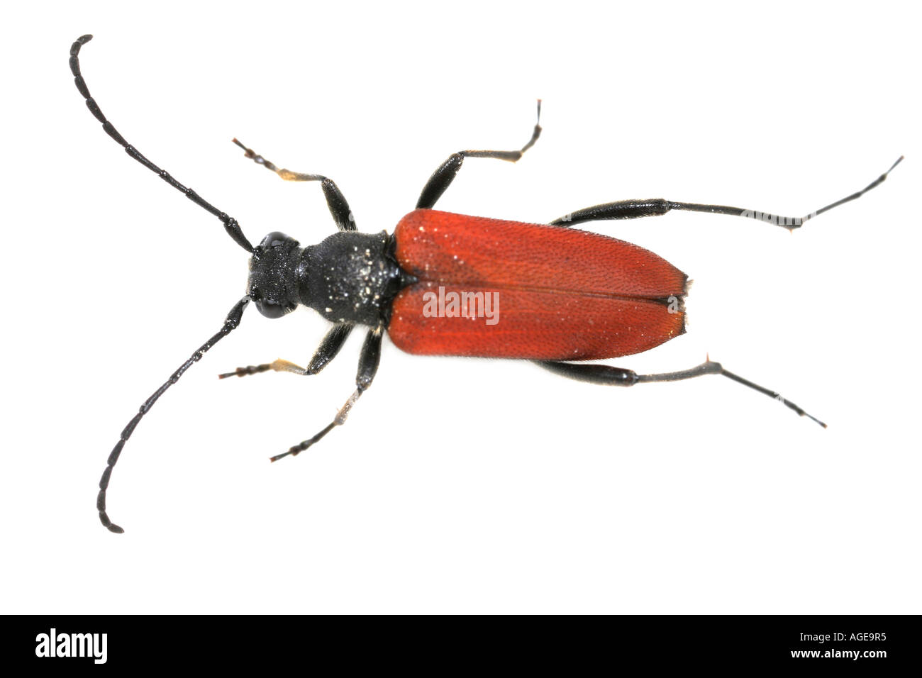 Rot Longhorn Beetle auf weißem Hintergrund Stockfoto