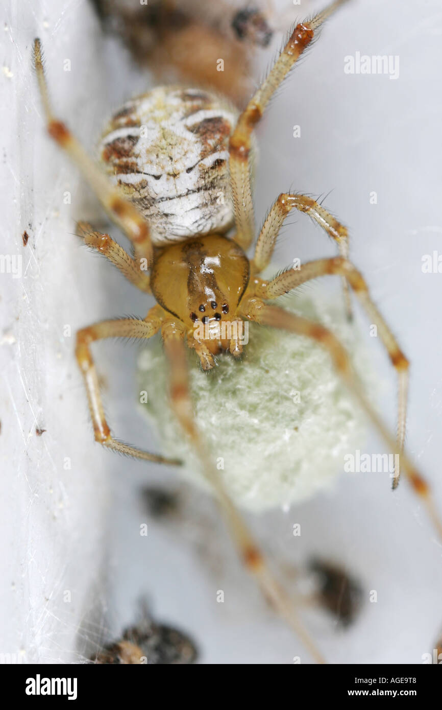 Theridion Impressum Spinne mit seiner grünlichen Ei sac Stockfoto