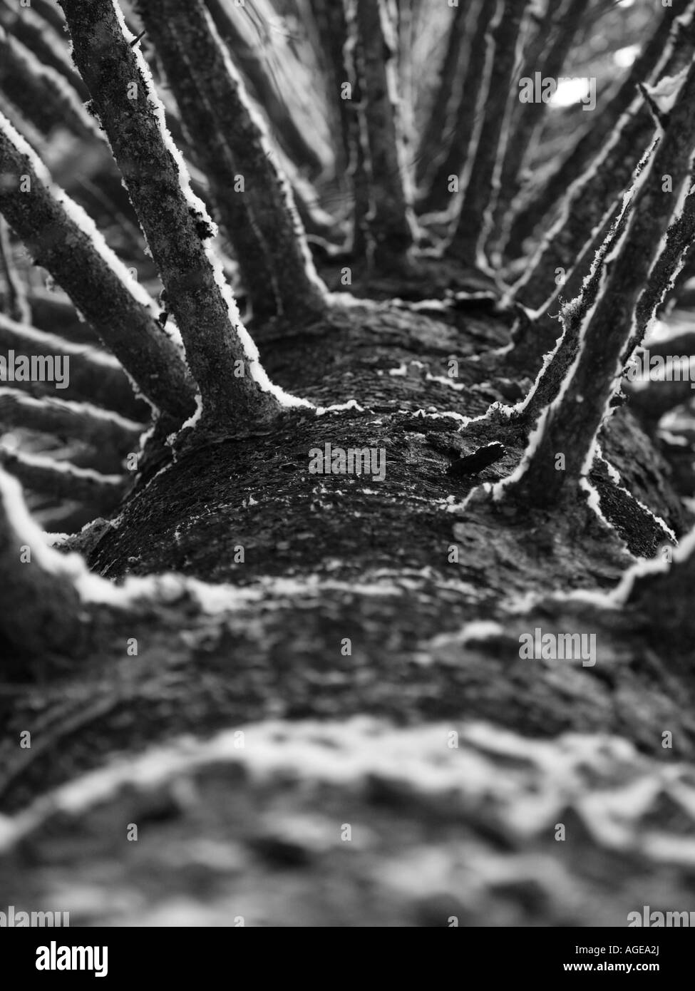 Schnee beladenen Kiefer Stockfoto