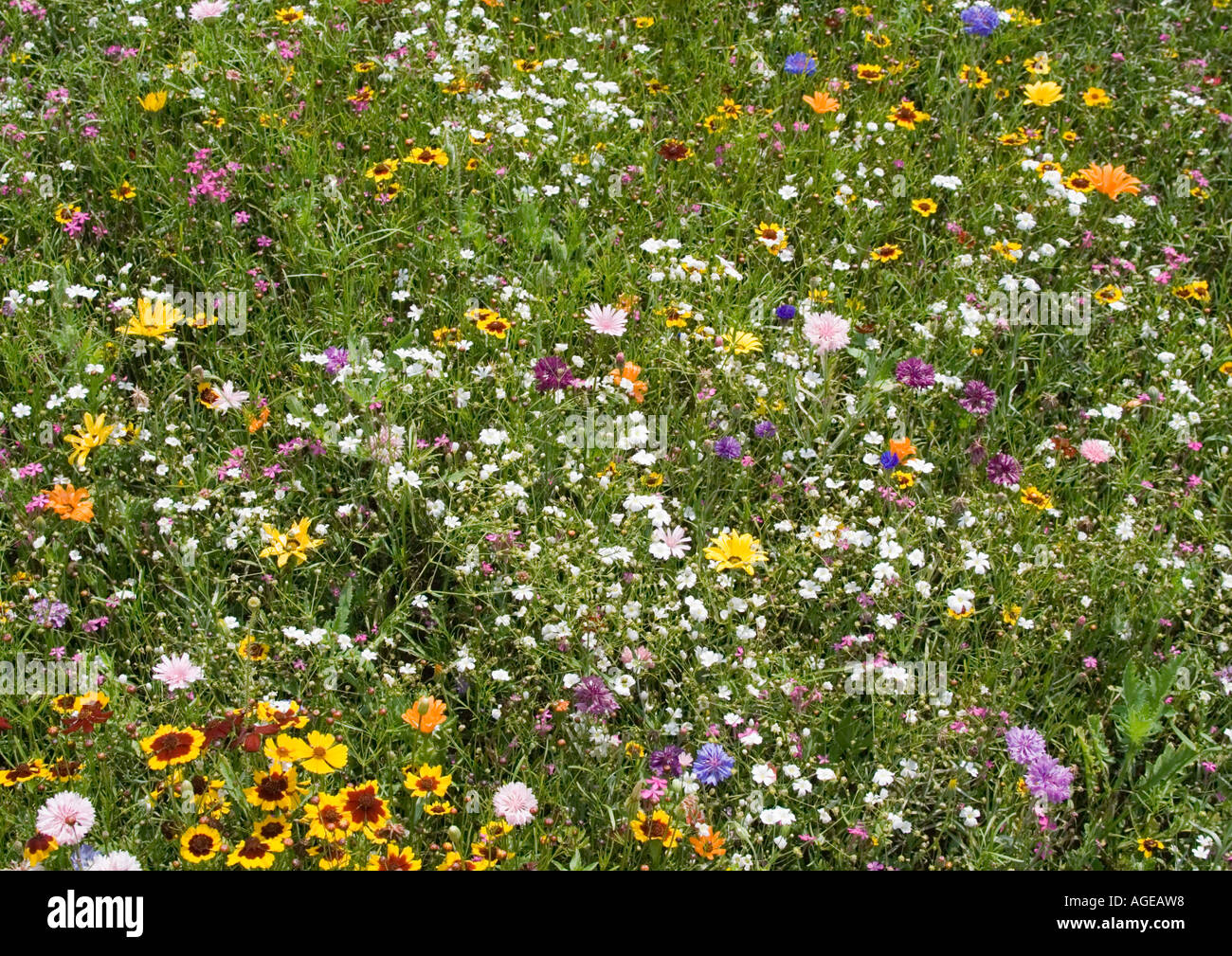 Mischung aus Wildblumen Wiese Stockfoto