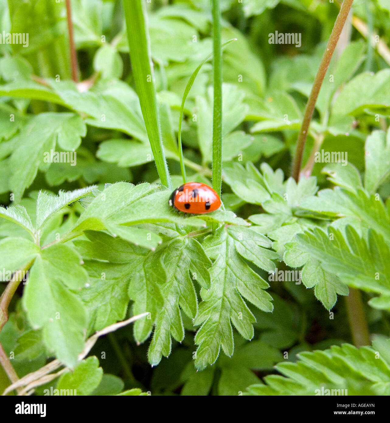 Marienkäfer (Coccinella Septempunctata), England, UK Stockfoto