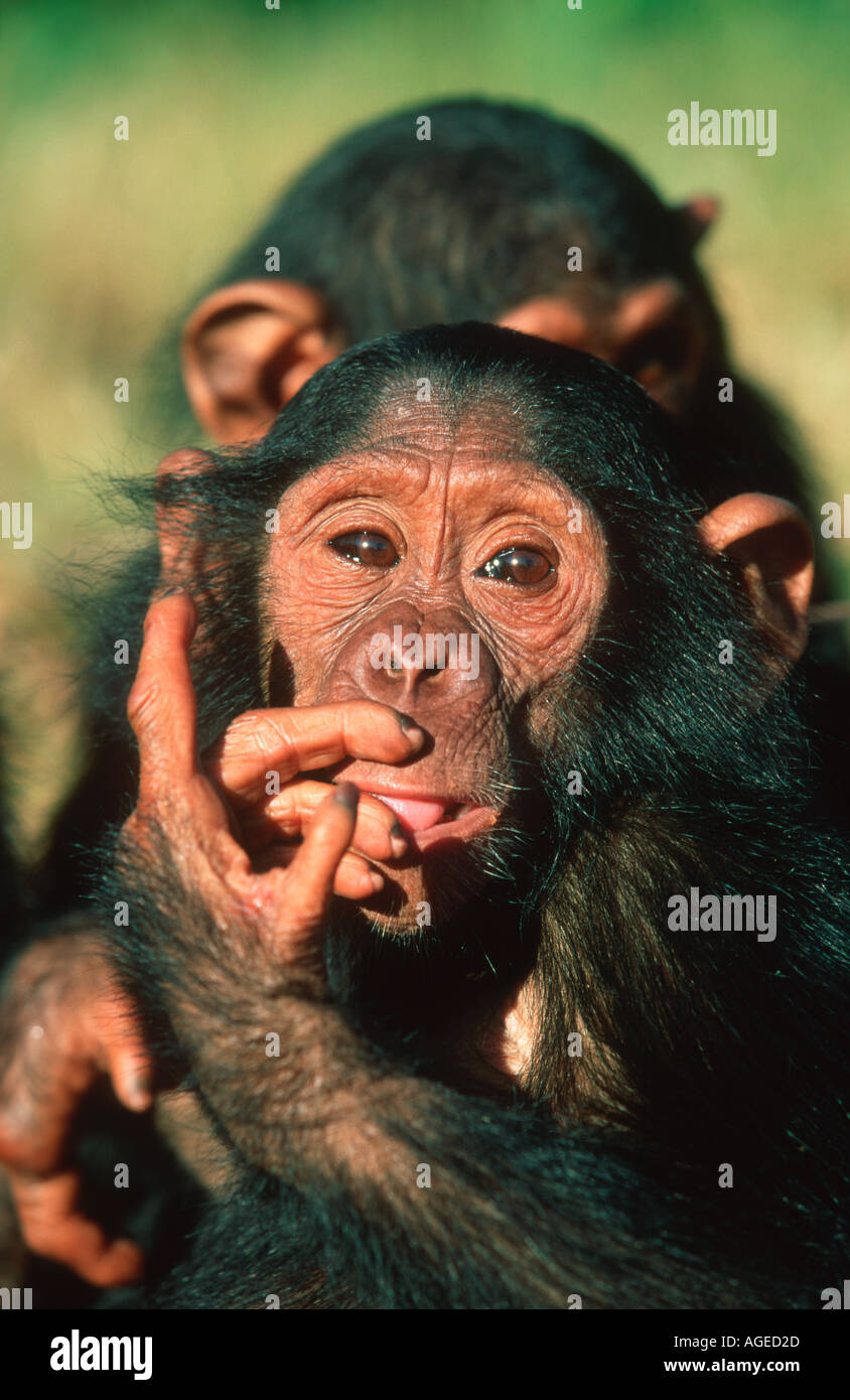 Schimpansen Pan Troglodytes junge Schimpansen Waisen West-Zentral-Afrika Stockfoto