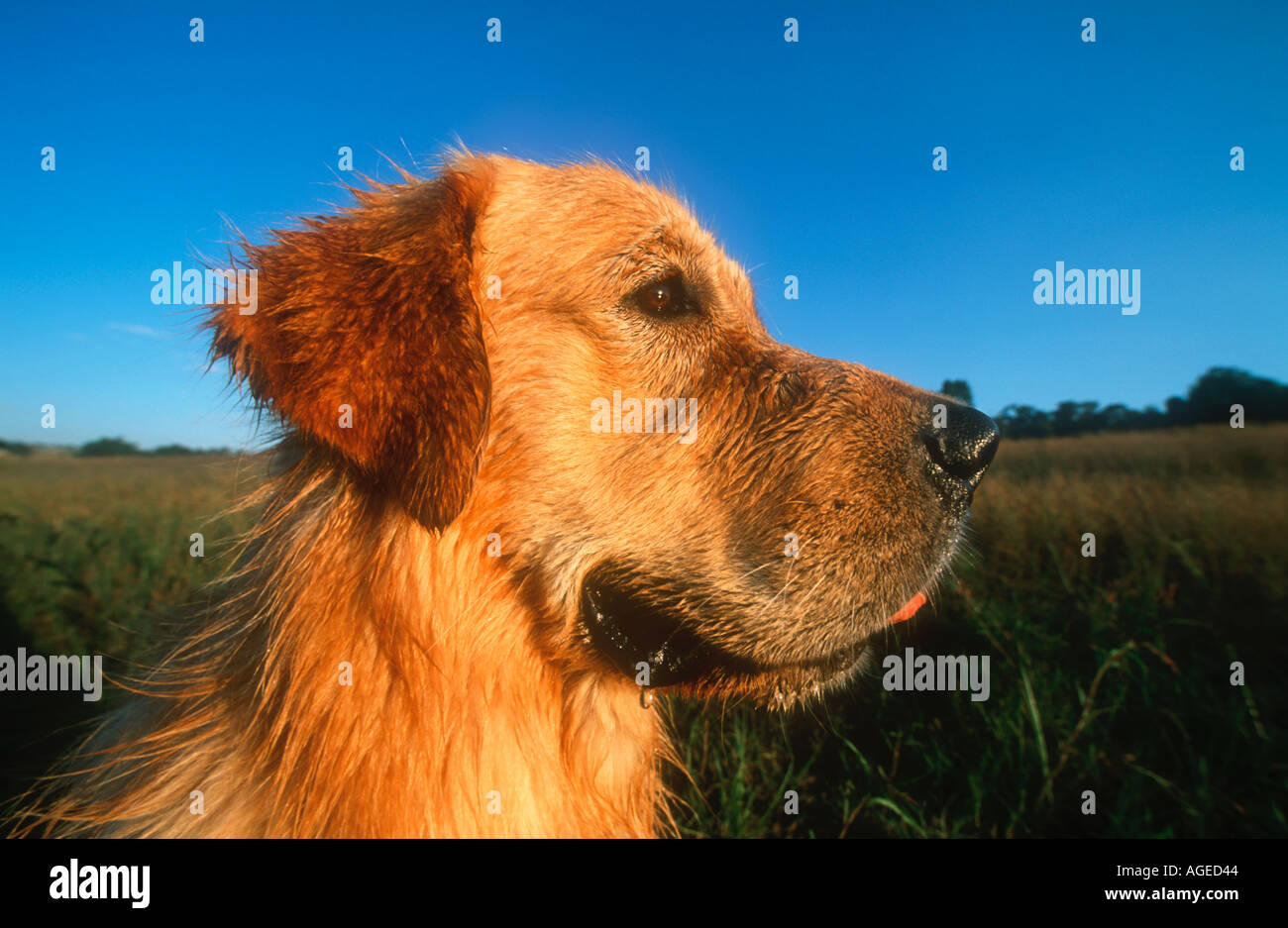Haushund Labrador Golden Retriever Stockfoto