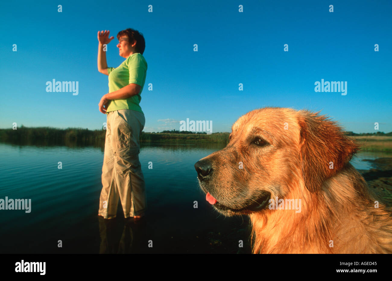 Haushund Labrador Golden Retriever mit Besitzer Robyn Hayes Modell veröffentlicht Stockfoto
