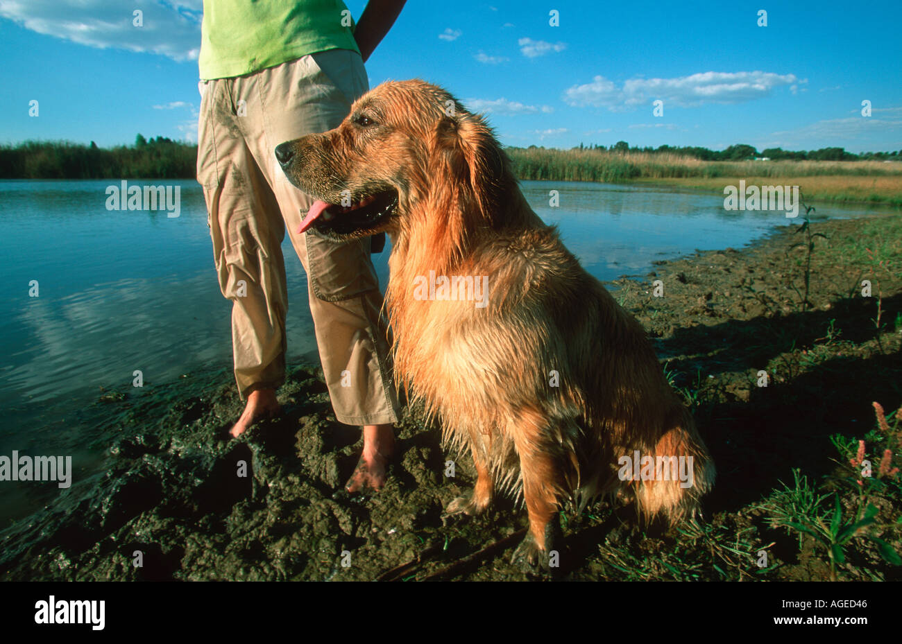 Haushund Labrador Golden Retriever mit Besitzer Stockfoto