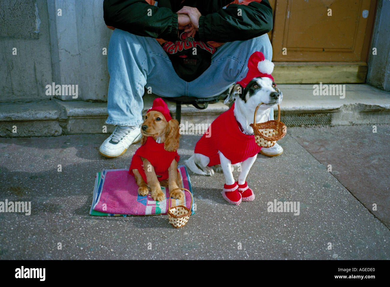 Zwei Hunde Santa-Lookalikes Betteln auf der Avenue Jean Medecin Nizza Frankreich auf der Flucht bis zu Weihnachten Stockfoto