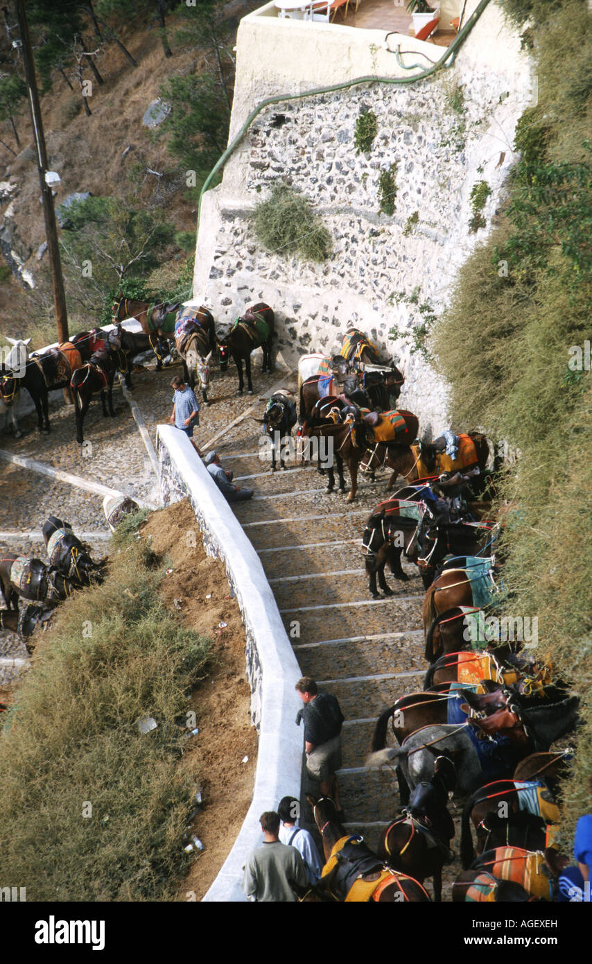 Esel warten auf Touristen in Fira auf der Treppe zu den Hauptort auf Thhe Insel Santorini, Griechenland im Mittelmeer Stockfoto