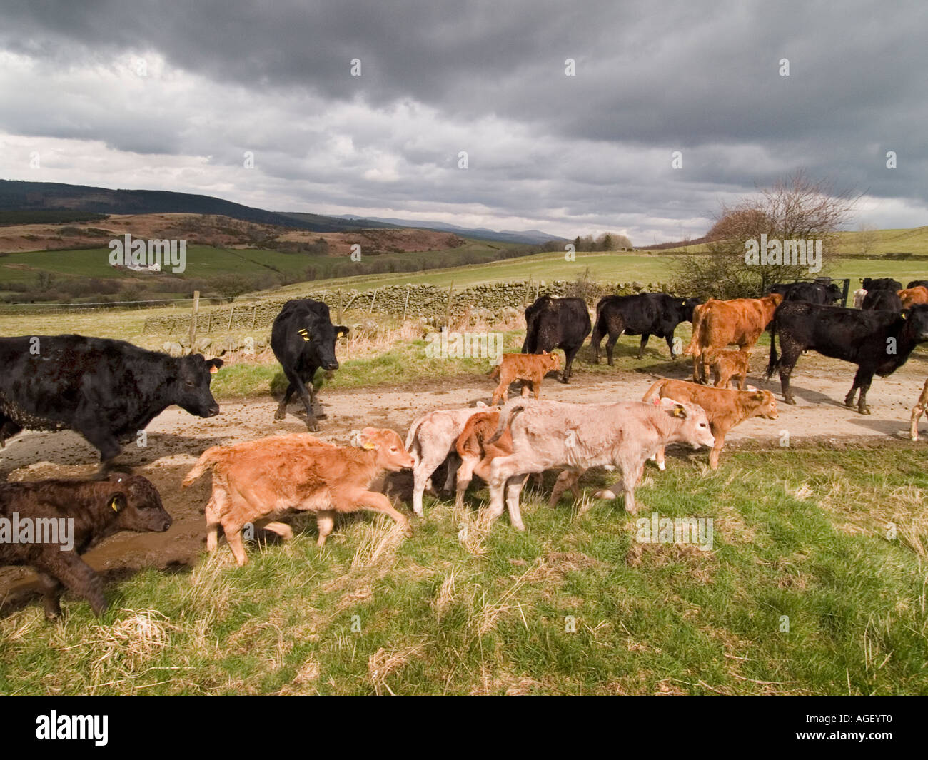 Eine Herde Mutterkühe und ihre Kälber. Stockfoto