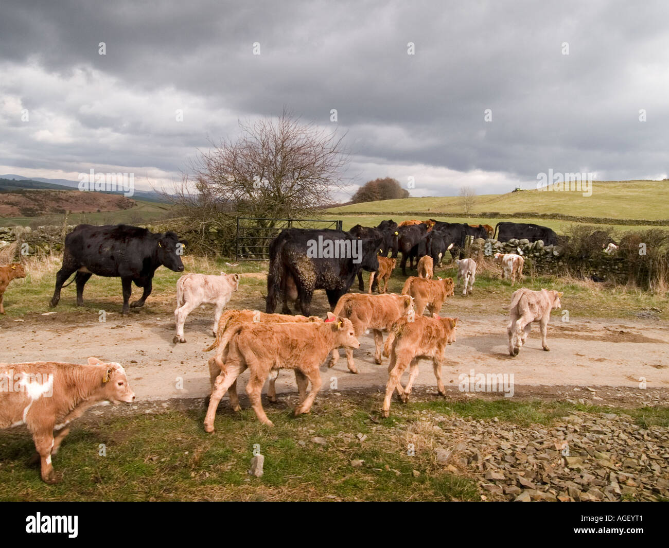 Eine Herde Mutterkühe und ihre Kälber. Stockfoto