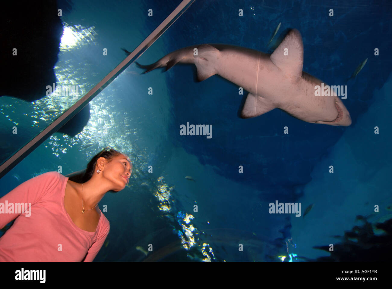 Ocean World Aquarium. Siam Paragon Einkaufszentrum. Bangkok. Thailand. Stockfoto