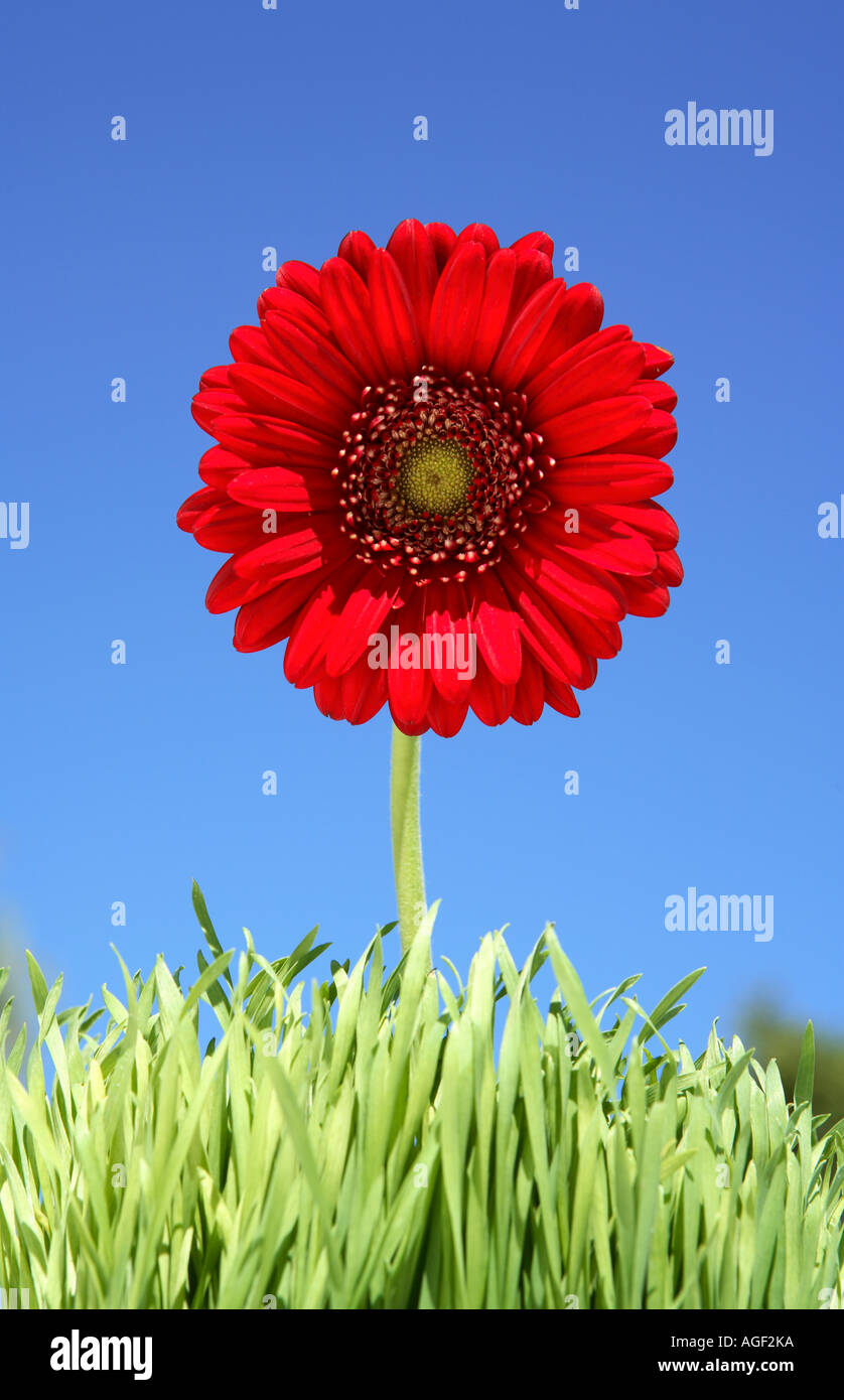 Roten Gerber Daisy Blume Gras mit blauem Himmel Stockfoto
