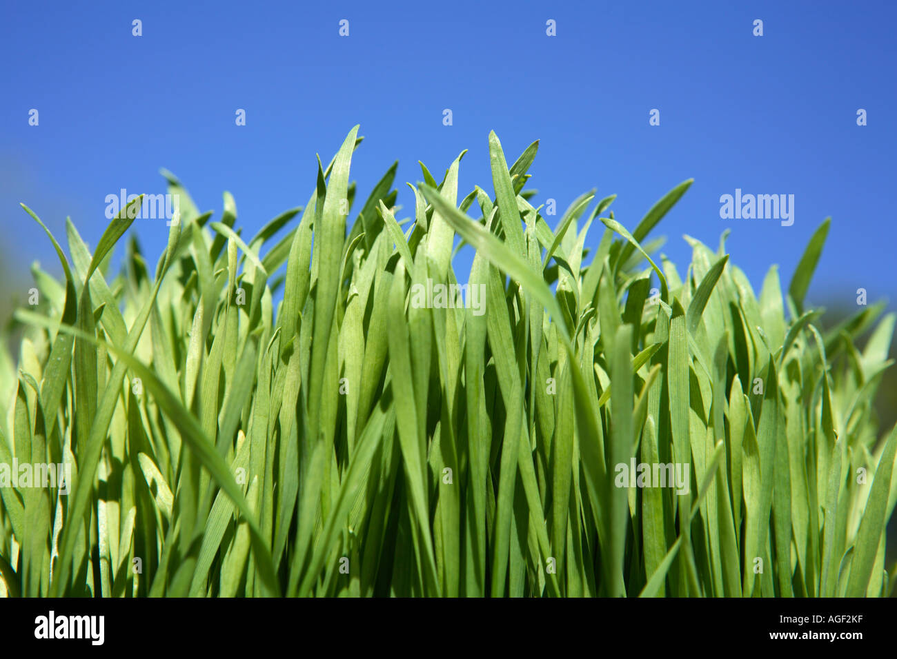 Grass und blauer Himmel Stockfoto