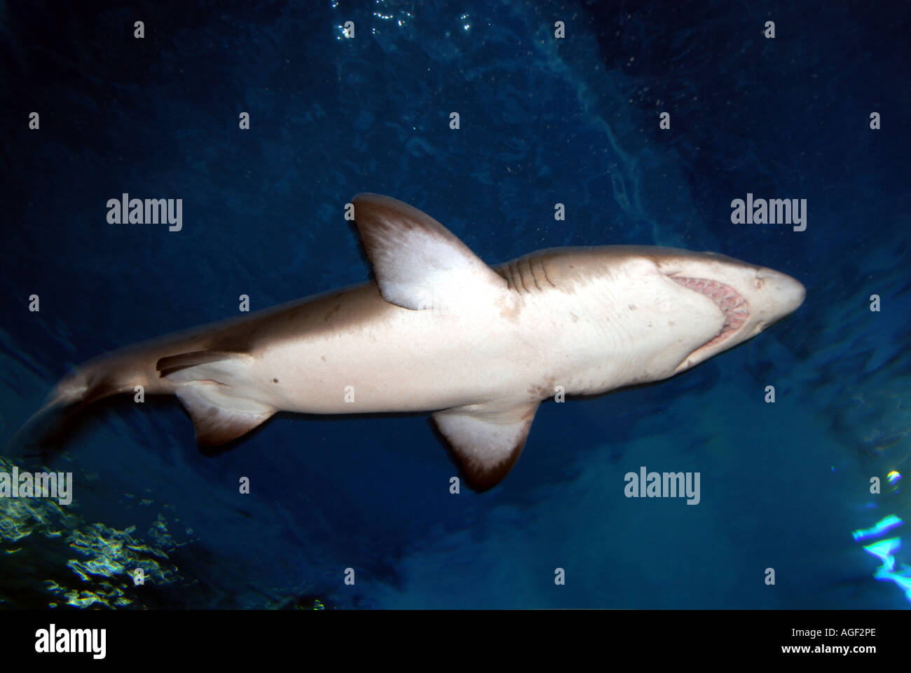 Ocean World Aquarium. Siam Paragon Einkaufszentrum. Bangkok. Thailand. Stockfoto