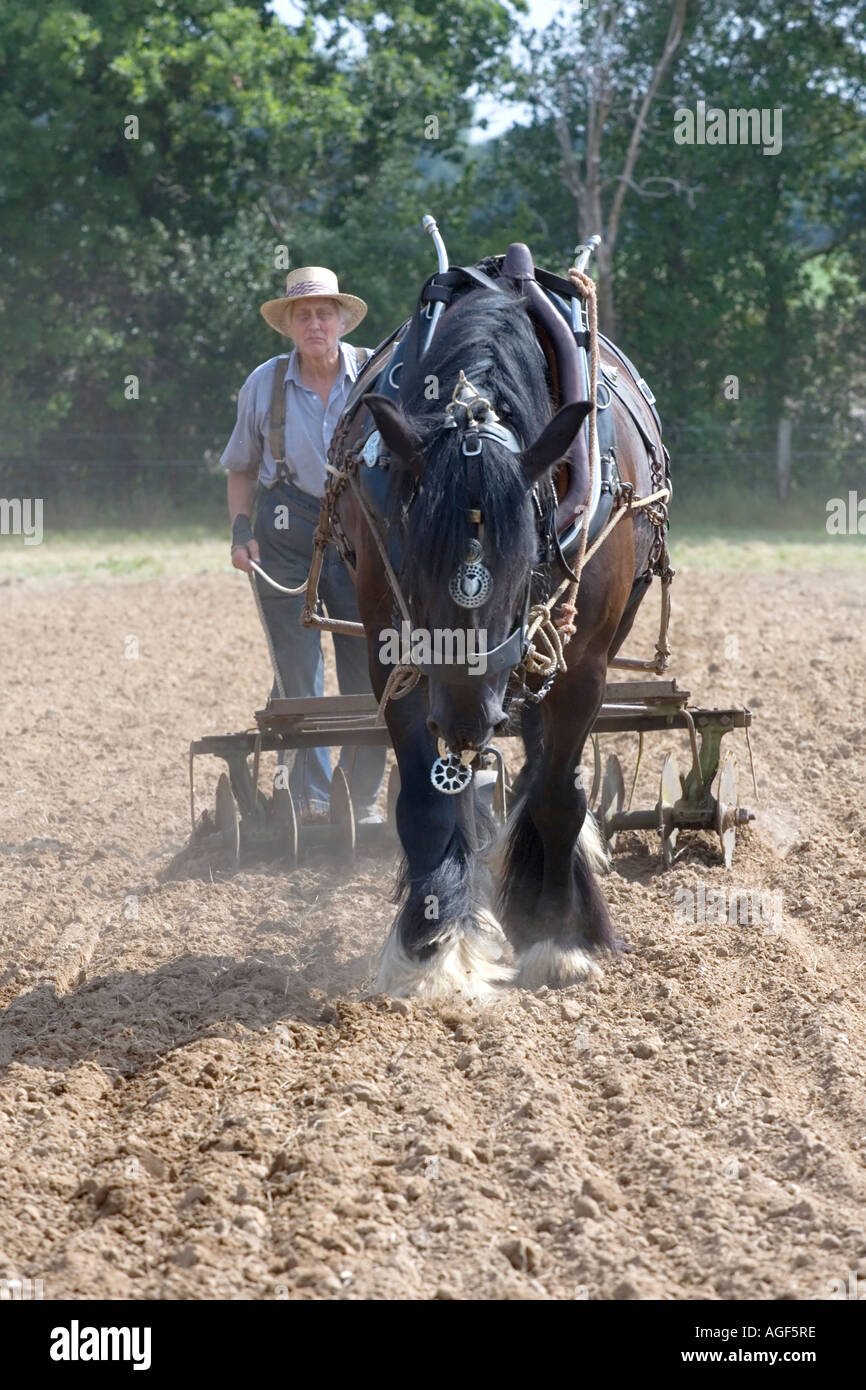 Schweren Pferd arbeiten in den Bereichen Stockfoto