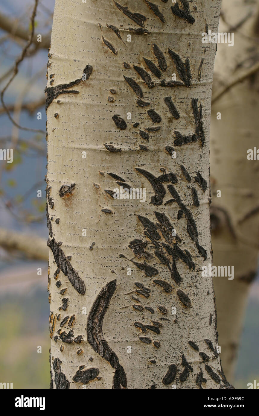 Espenbaum mit Bär Kratzspuren Stockfoto