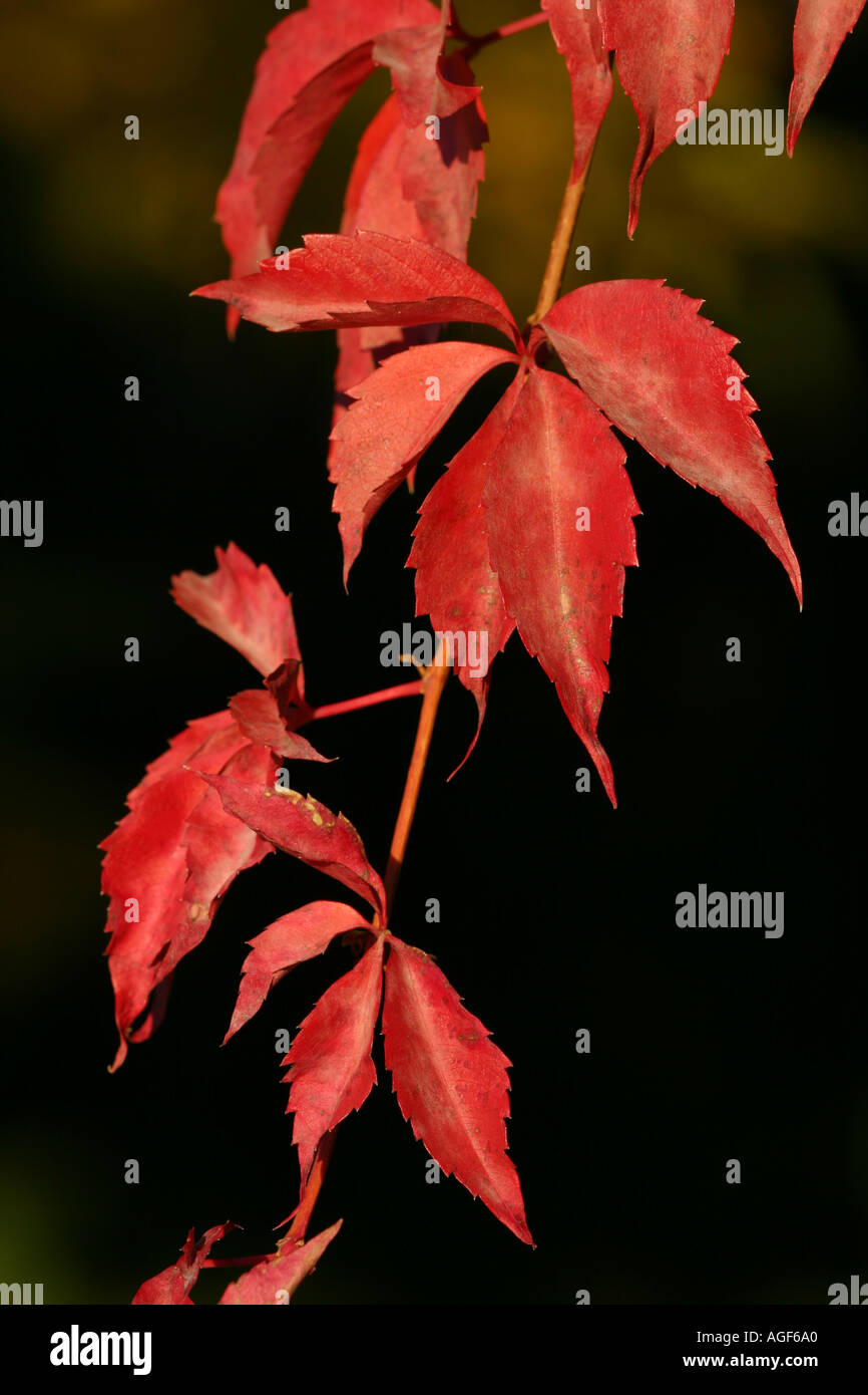 Sumach Blätter im Herbst Stockfoto