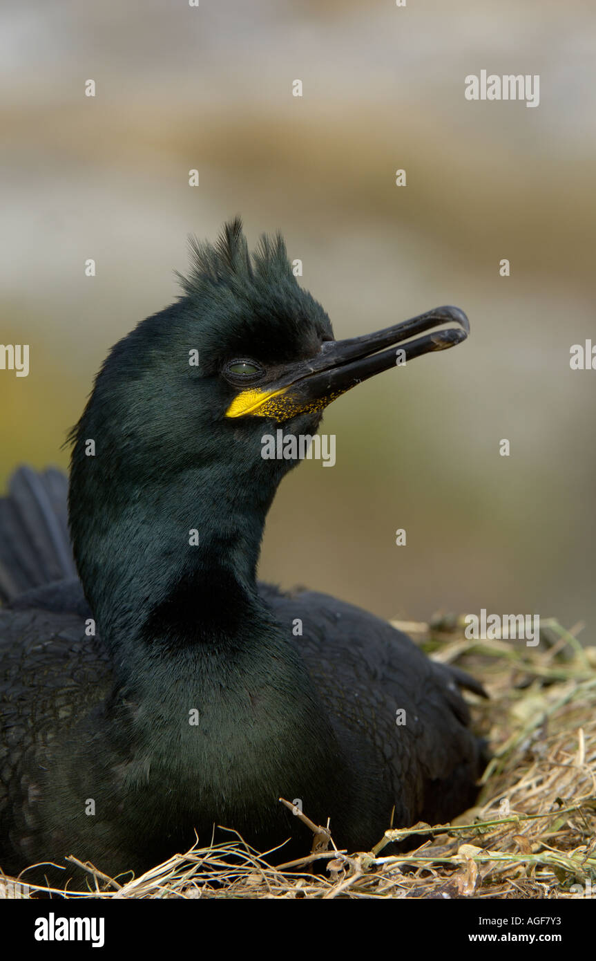Shag Phalacrocorax Aristotelis saßen Farne Islands UK auf Nest hautnah Stockfoto