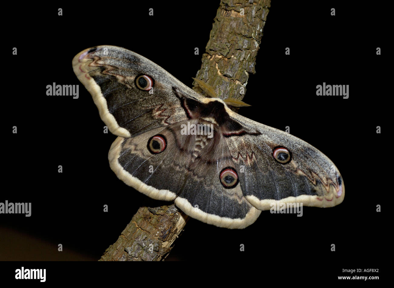 Riesen-Kaiser Moth Saturnia Pyri Europa Stockfoto