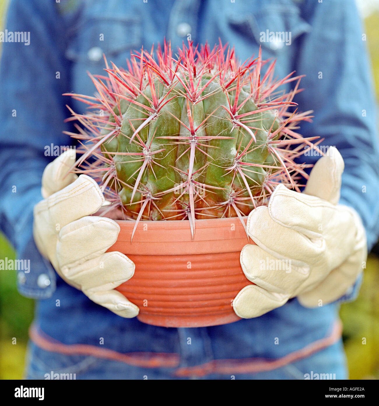 kunstblume kaktus Künstlicher Kaktus - Hendrik | 206 cm main image 1